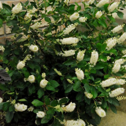 Clethra alnifolia vanilla spice