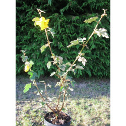 Fremontodendron californicum 