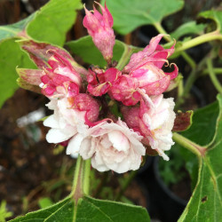 Clerodendrum fragrans