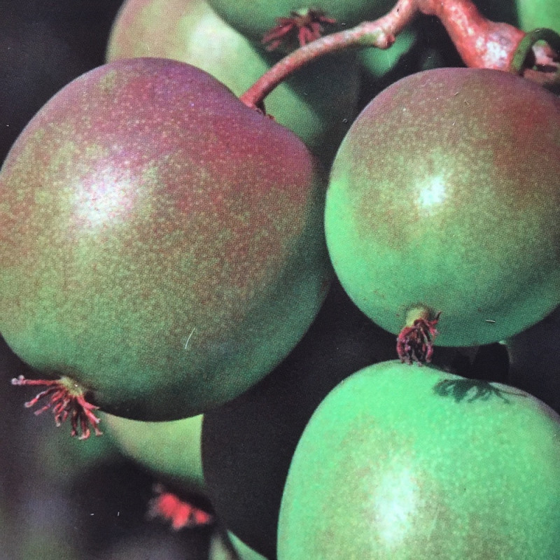 Actinidia arguta domino