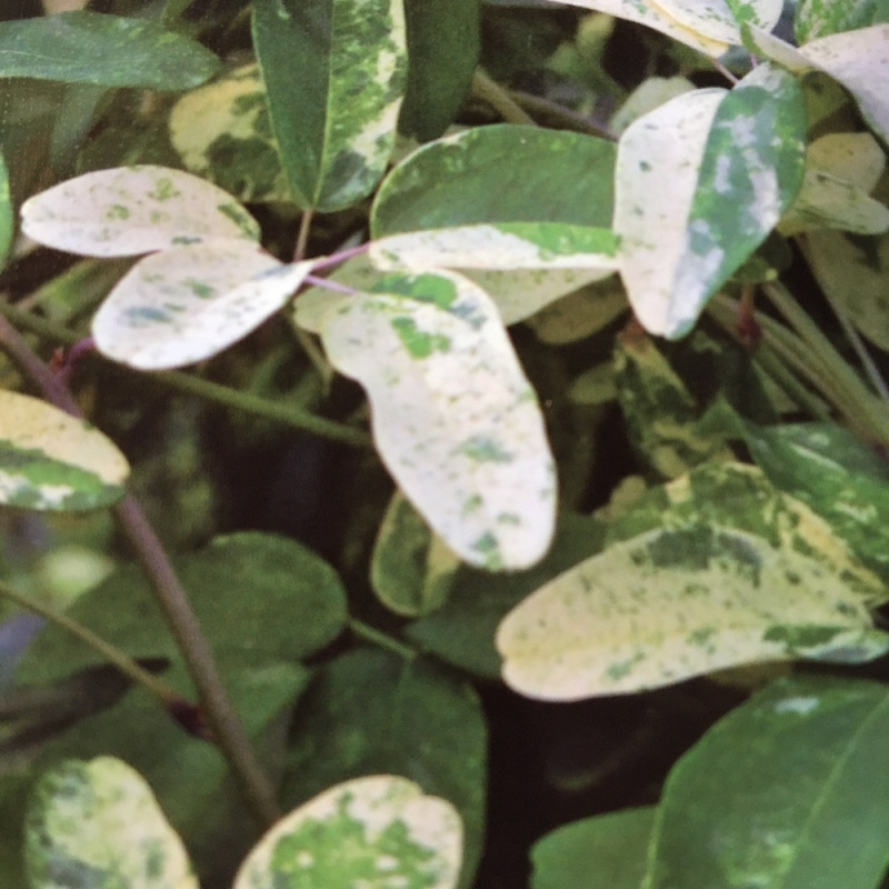 Akebia quinata cream form