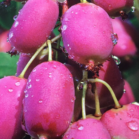 Actinidia arguta bingo®