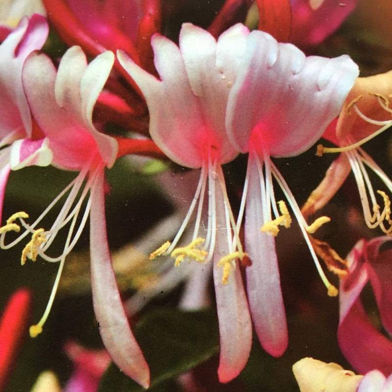 Lonicera periclymenum fragrant cloud®