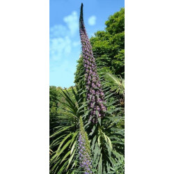 Echium pininana