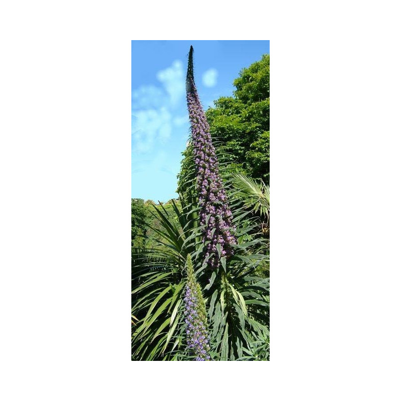 Echium pininana