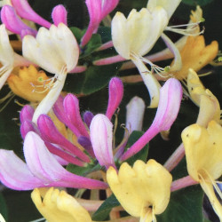 Lonicera caprifolium Inga