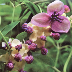 Akebia quinata silver bells