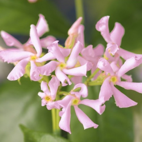 Trachelospermum pink air