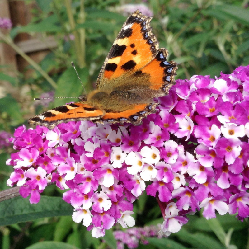 Buddleja berries and cream®