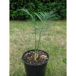 Macrozamia miquellii 2 l