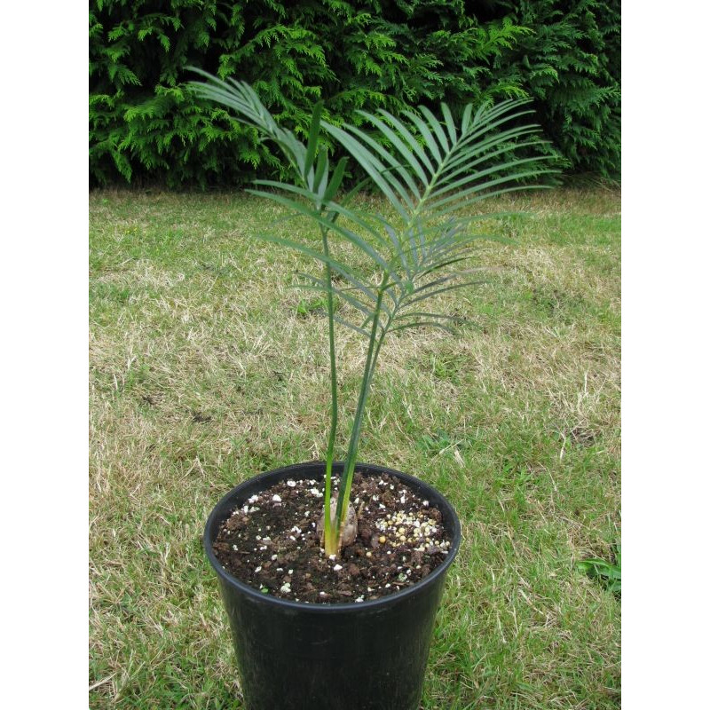 Macrozamia miquellii 2 l