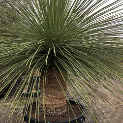 Yucca queretaroensis