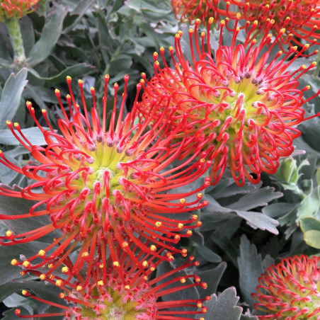 Leucospermum Ayoba® red