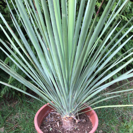 Yucca mixtecana 7 l