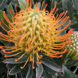 Leucospermum Ayoba® sun