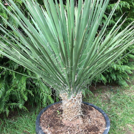 Yucca potosina