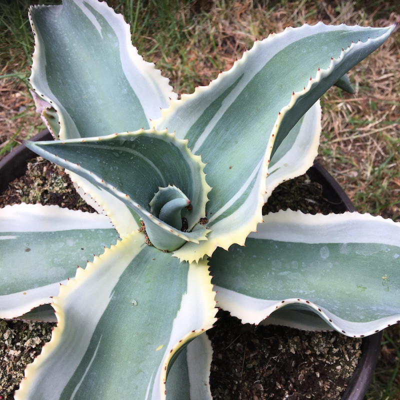 Agave ivory curls