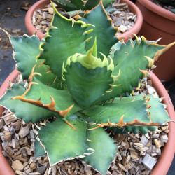 Agave titanota red catweazle