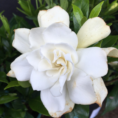 Gardenia celestial star®