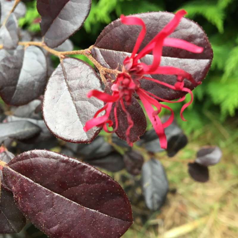 Loropetalum rouge de la Majorie®