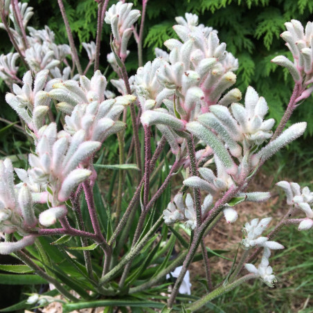 Anigozanthos bush diamond