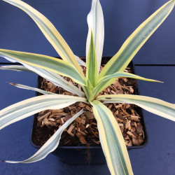 Yucca gloriosa citrus twist®