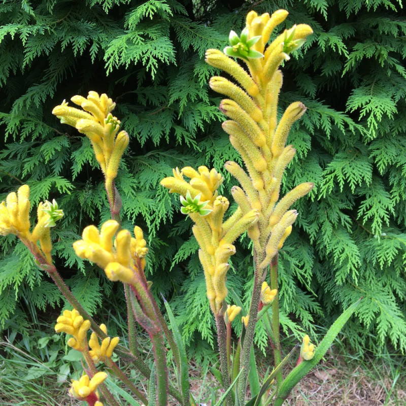 Anigozanthos bush diamond