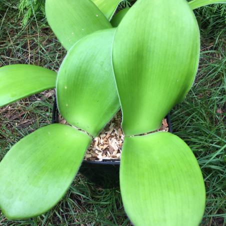 Haemanthus albiflos