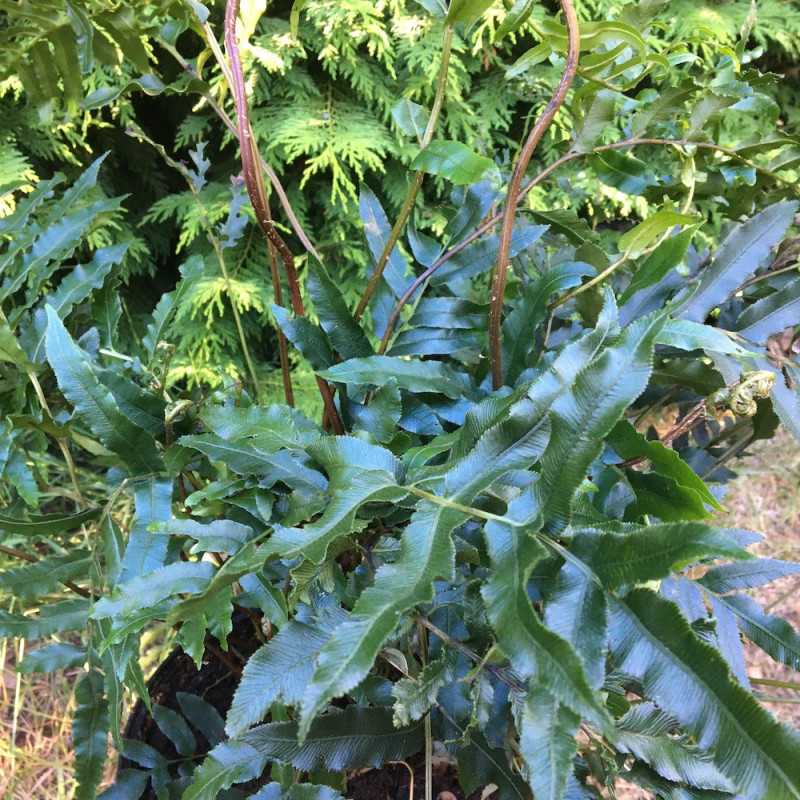 Blechnum montanum