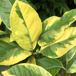 Citrus limon variegata