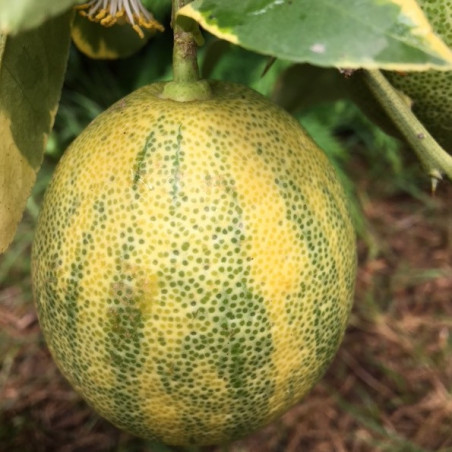 Citrus limon variegata