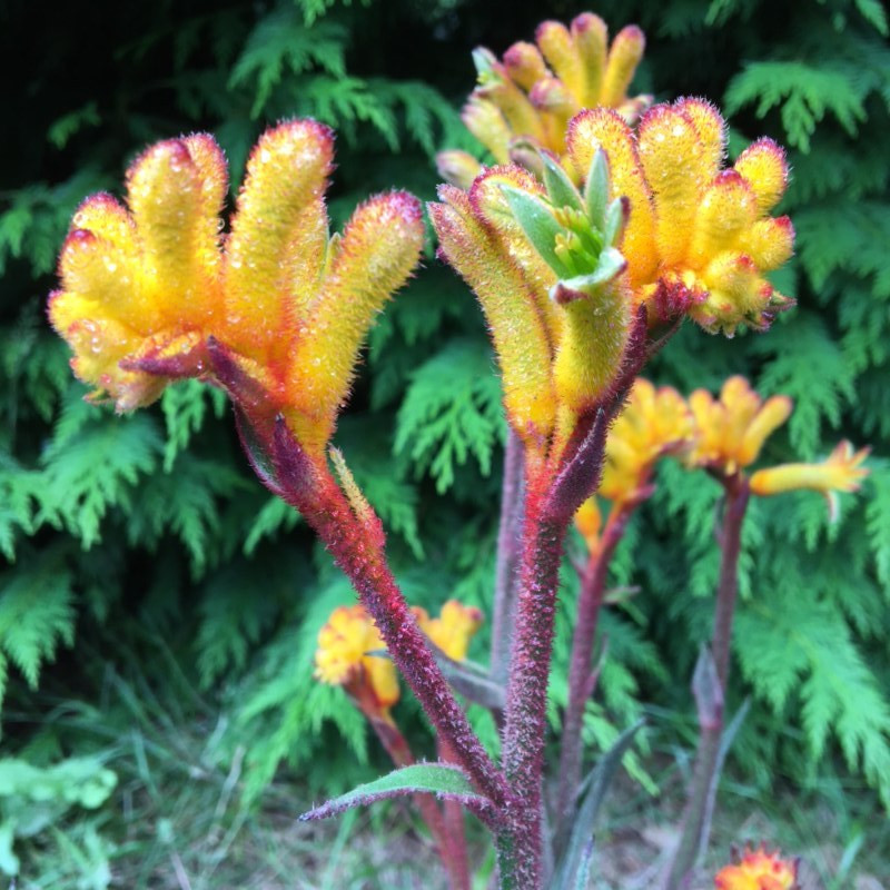 Anigozanthos bush fire