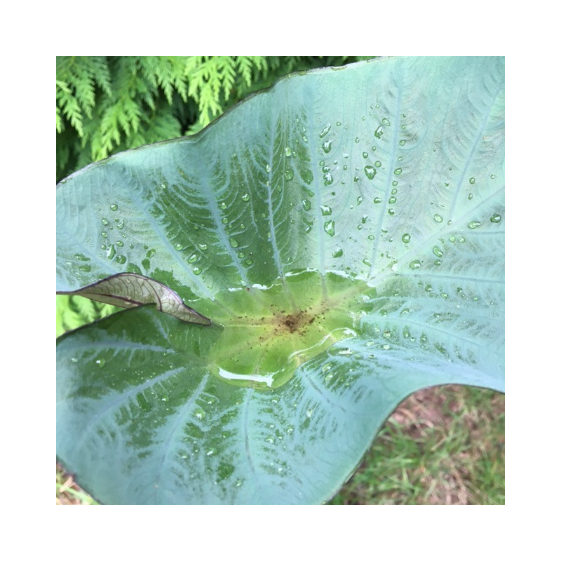 Colocasia tea cup