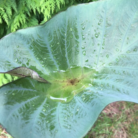 Colocasia tea cup