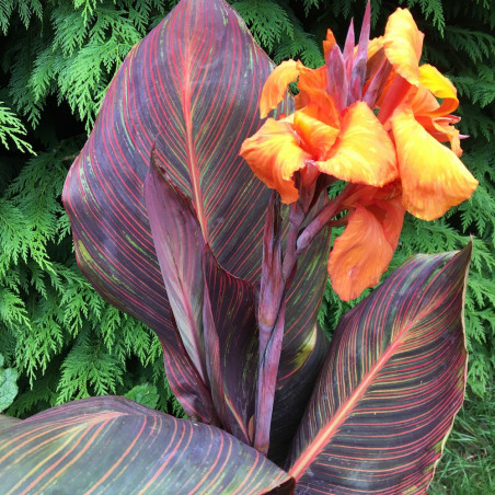 Canna tropicanna® Andaloucia