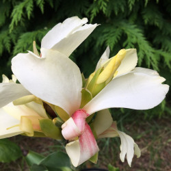 Canna tropical white