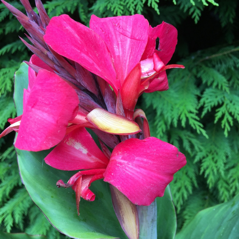 Canna tropicanna® zumba