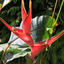 Heliconia psittacorum rouge