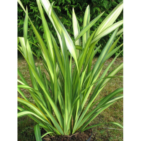 Phormium 'yellow wave'