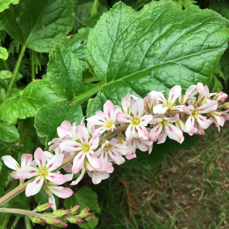 Francoa sonchifolia pink bouquet