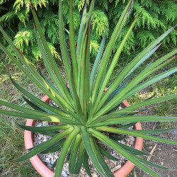 Agave ocahui longifolia