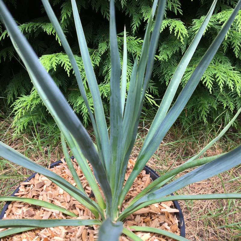 Yucca rigida blue sentry Yucca rigida blue sentry