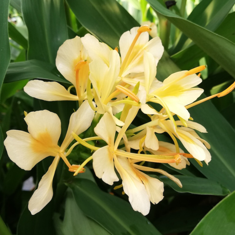 Hedychium Daniel Weeks