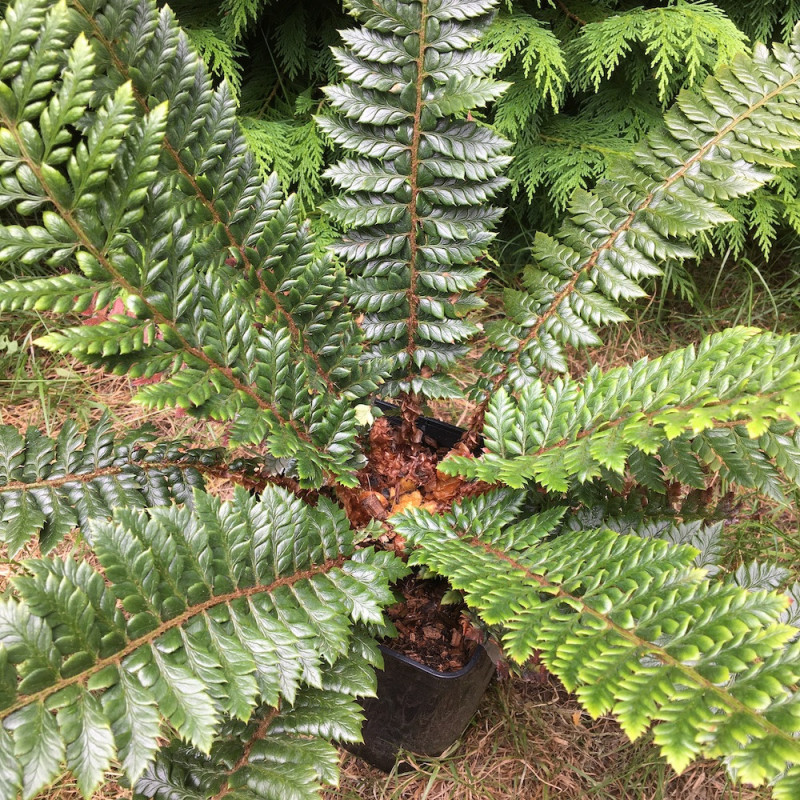 Polystichum neolobatum