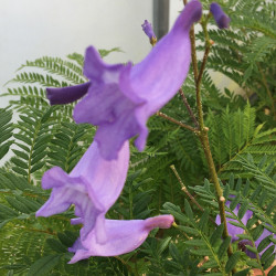 Jacaranda mimosifolia bonsaï blue