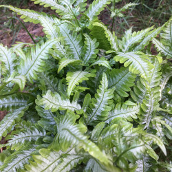 Pteris quadriaurita argyrea