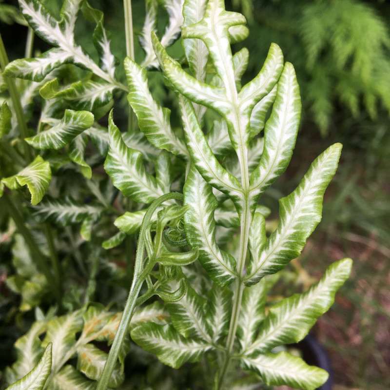 Pteris ensiformis evergemiensis