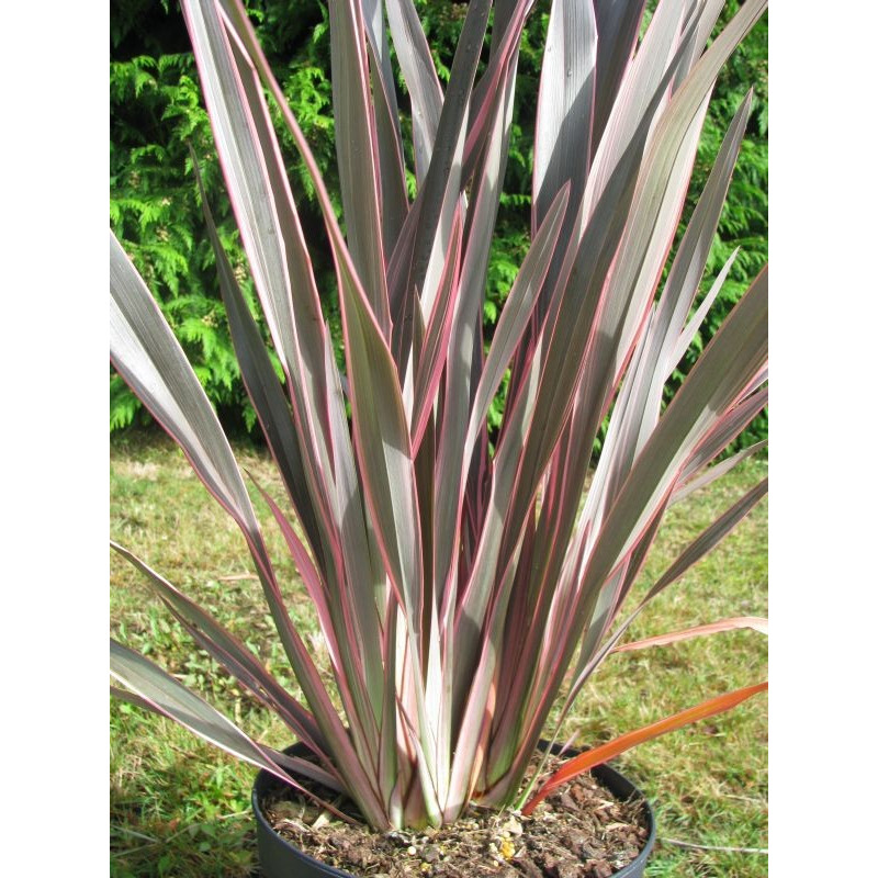 Phormium 'pink stripe'