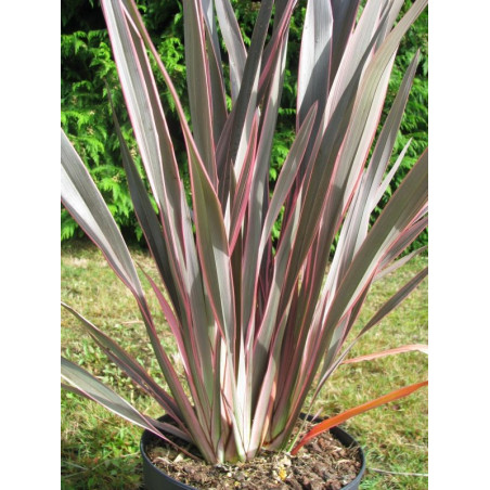 Phormium 'pink stripe'