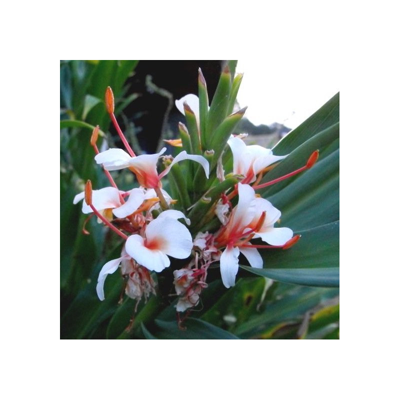 Hedychium Ayo